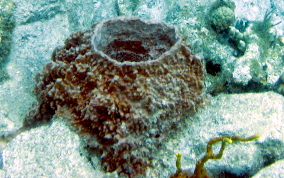 Giant Barrel Sponge - Xestospongia muta