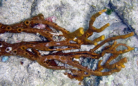 Octopus Sponge