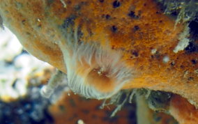 Orange Icing Sponge - Mycale laevis
