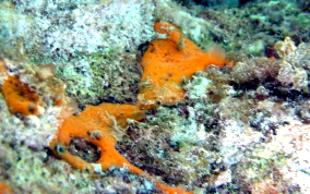 Orange Icing Sponge - Mycale laevis