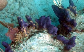 Lobed Tube Sponge - Aiolochroia crassa