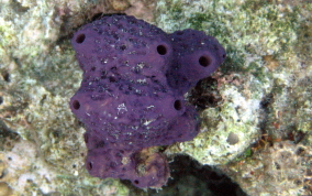 Lobed Tube Sponge - Aiolochroia crassa