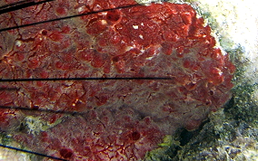 Red Blister Sponge - Monanchora arbuscula / unguifera