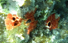 Red Boring Sponge - Cliona delitrix