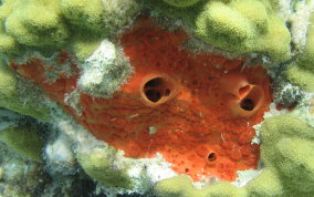 Red Boring Sponge - Cliona delitrix