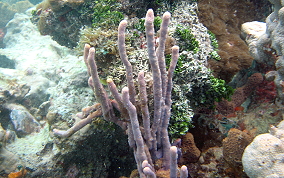 Row Pore Sponge - Aplysina cauliformis