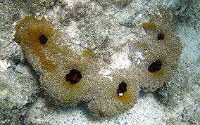 Touch-me-not-sponge - Neofibularia nolitangere