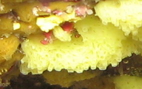 Yellow Lace Sponge - Clathrina sp.