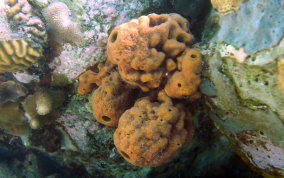 Yellow Tube Sponge  - Aplysina fistularis
