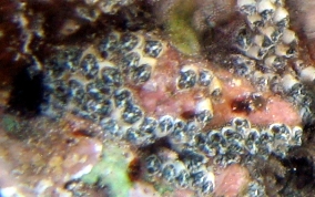 Encrusting Social tunicate