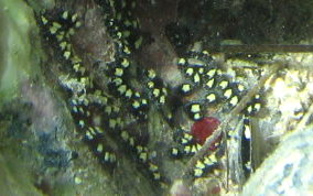 Encrusting Social tunicate