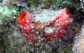 Giant tunicate