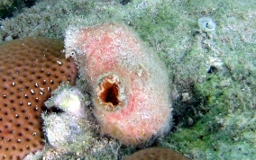 Giant tunicate