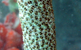 Green Encrusting tunicate