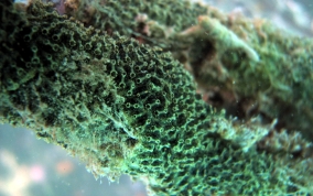 Green Encrusting tunicate