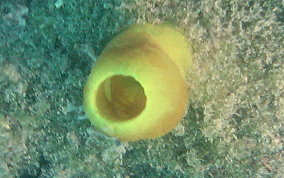 Green Tube tunicate