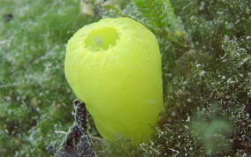 Green Tube tunicate