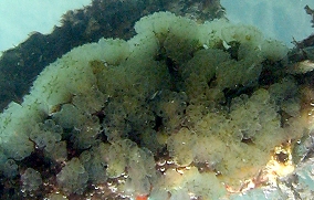 Mangrove tunicate