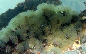 Mangrove tunicate