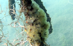 Mangrove tunicate