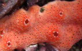 Orange Overgrowing tunicate