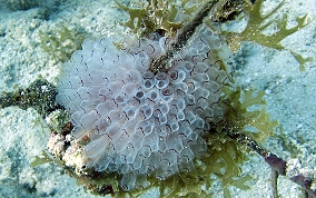 Painted tunicate