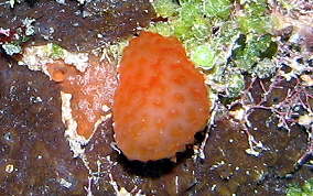 Strawberry tunicate