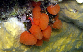 Strawberry tunicate