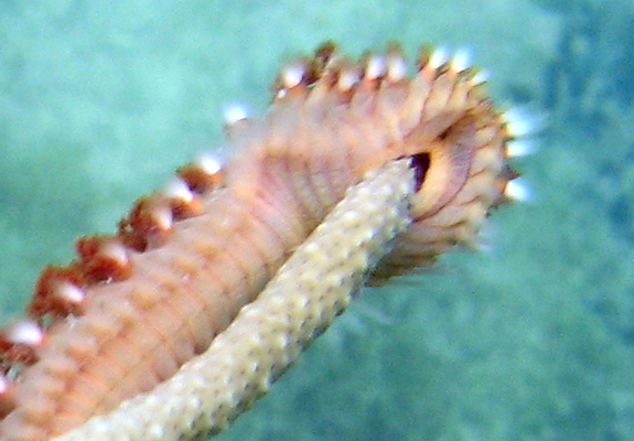 fireworm