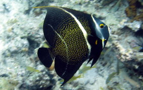 French Angelfish - Pomacanthus paru 