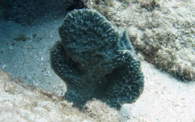 Pink Vase Sponge - Niphates digitalis