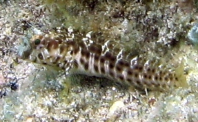 Seaweed Blenny