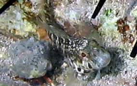 Seaweed Blenny - Parablennius marmoreus