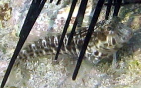 Seaweed Blenny - Parablennius marmoreus