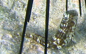 Seaweed Blenny - Parablennius marmoreus