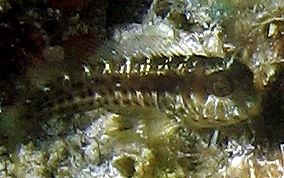 Seaweed Blenny - Parablennius marmoreus