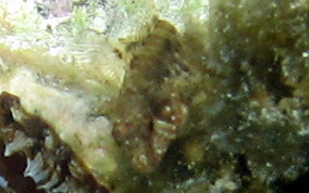 Seaweed Blenny - Parablennius marmoreus