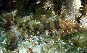 Seaweed Blenny - Parablennius marmoreus