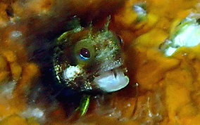 Secretary Blenny - Acanthemblemaria maria