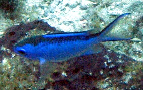 Blue Chromis - Azurina cyanea