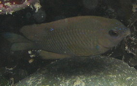 Cocoa Damselfish - Stegastes veriabilis