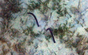 Brown Garden Eel - Heteroconger longissimus