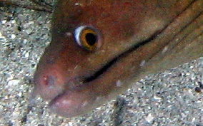 Chestnut Moray Eel
