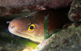 Purplemouth Moray Eel