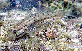 Goldspot Blenny - Gnatholepis thompsoni