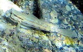 Goldspot Blenny - Gnatholepis thompsoni