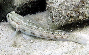 Goldspot Blenny - Gnatholepis thompsoni