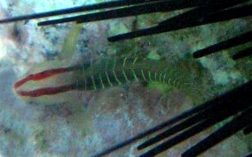 Greenbanded Goby