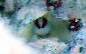 Greenbanded Goby - Elacatinus multifasciatum