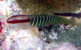 Greenbanded Goby - Elacatinus multifasciatum